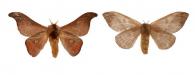 Hylesia nanus  (Walker, 1855) ♂ & ♀