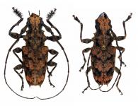 Steirastoma melanogenys  White, 1855  ♂ & ♀