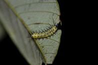 Heliconius wallacei