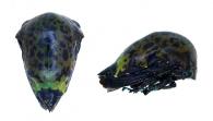 Atypa sp1
