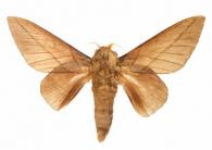 Citioica anthonilis (Herrich-Schäffer, 1854)