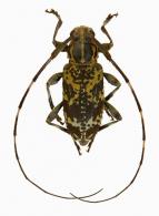 Palame crassimana  Bates, 1864