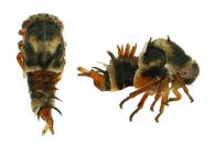 Membracidae Gen sp82