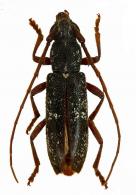 Anelaphus robi  Hrabovsky, 1987