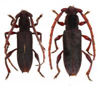 Hemilissa cornuta  Bates, 1870 ♂ & ♀