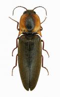 Pyrearinus vesculus (Candèze, 1863)