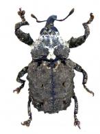 Cryptorhynchinae Gen sp24