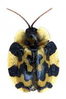 Aslamidium capense (Herbst, 1799)