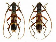 Compsibidion tethys   (Thomson, 1867) ♂ & ♀