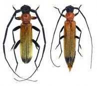 Temnopis oculata Zajciw, 1960 ♂ & ♀