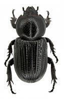 Hemiphileurus dejeani (Bates, 1888)