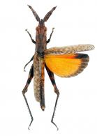 Caelifera Gen sp 6