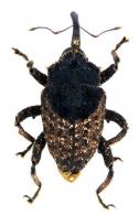 Eubulus triangularis (Boheman, 1837) 