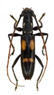 Thoracibidion striatocolle  (White, 1855)