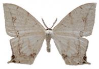 Therinia lactucina  (Cramer, 1780)