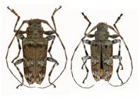 Oreodera fluctuosa  Bates, 1861  ♂ & ♀