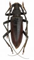 Cerambyx welensii ? (Kuster, 1846)