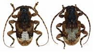 Myoxinus pictus  (Erichson, 1847)  ♂ & ♀