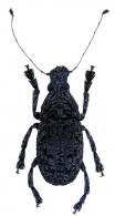 Lagopezus tenuicornis, (Fabricius, 1801)