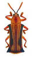 Stethispa sp17