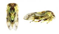 Nicomia sp1