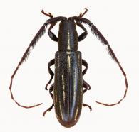 Pachypeza panamensis ? Giesbert 1987