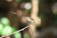 Libellulidae Gen sp