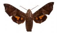 Nyceryx coffaeae  (Walker, 1856)