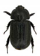 Amblyoproctus chalumeaui  Endrödi, 1977