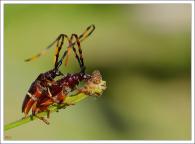 Trachyderes succinctus succinctus