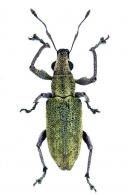 Entiminae Gen sp1