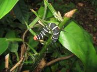 Pseudosphinx tetrio