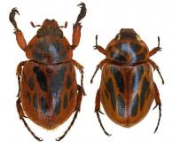 Cyclocephala kuntzeniana  Höhne, 1923  ♂ & ♀