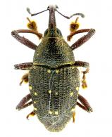 Cholus nivisparsus (Chevrolat 1879) 