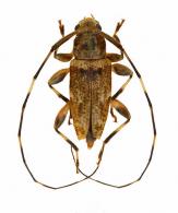 Sternacutus cinerascens (Bates, 1863)