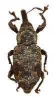 Heilipodus jocosus (Boheman, 1835)