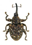 Curculionidae Gen sp117
