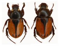 Aspidolea bleuzeni  Dechambre, 1992  ♂ & ♀