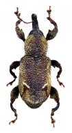 Angulatopus ancora Rheinheimer, 2016