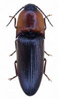 Monelasmus guyanensis  Candeze, 1863