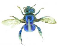 Euglossa  retroviridis ? Dresseler, 1982 