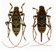 Granastyochus elegantissimus  (Tippmann, 1953) ♂ & ♀
