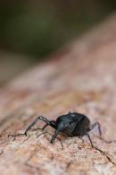 Curculionidae Gen sp