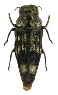 Taphrocerus sp3