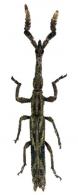 Ulocerus sp1