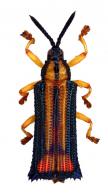 Hispinae Gen sp1