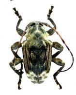 Xenofrea lineatipennis   Zajciw, 1961