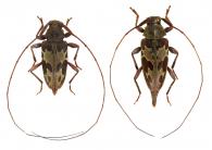 Eucharitolus pulcher  Bates, 1885  ♂ & ♀