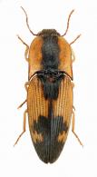 Conoderus sp. aff. ternarius  Germar, 1839 