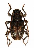 Exalphus foveatus  (Marinoni & Martins, 1978)